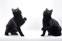 Picture of two black Manx cats looking up