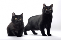 Picture of two black Manx cats on white background