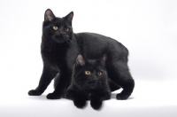 Picture of two black Manx cats, one standing over another