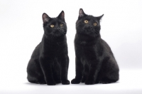 Picture of two black Manx cats sitting on white background