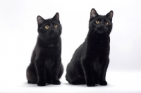 Picture of two black Manx cats