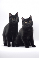 Picture of two black Manx cats