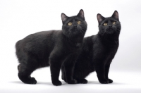 Picture of two black Manx cats