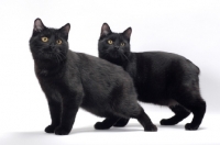 Picture of two black Manx cats