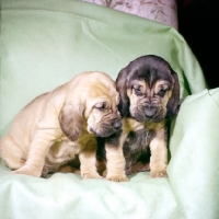 Picture of two bloodhound puppies sitting on a chair