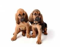 Picture of two Bloodhound puppies