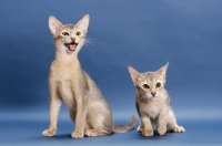 Picture of two blue abyssinian kittens on blue background, one meowing