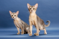 Picture of two blue abyssinian kittens standing on blue background