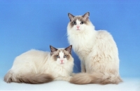 Picture of two blue bicoloured Ragdolls 