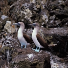 Picture of two blue footed boobies on champion island, galapagos islands