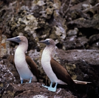 Picture of two blue footed boobies standing next to each other, champion island, galapagos islands 