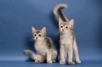 Picture of two blue Somali kittens on blue background