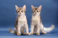 Picture of two blue Somali kittens sitting on blue background