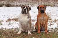 Picture of two Boerboel dogs in winter