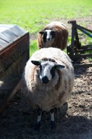 Picture of two bonte Texel sheep, (aka bonte Texelaar)