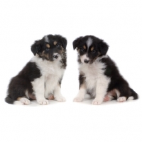 Picture of two Border Collie puppies