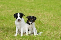 Picture of two Border Collie puppies