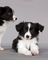 Picture of two Border Collie puppies
