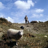 Picture of two border collies and a cross bred dog with shepherd working sheep