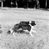 Picture of two border collies dashing