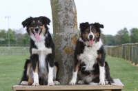 Picture of two Border Collies near tree