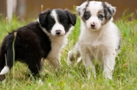 Picture of two Border Collies on grass