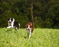 Picture of two Border Collies running