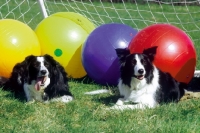 Picture of two border collies with balls