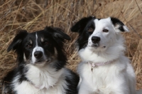 Picture of two Border Collies