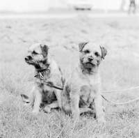 Picture of two border terriers sitting together