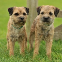 Picture of two Border Terrier