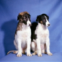 Picture of two borzoi puppies sitting together
