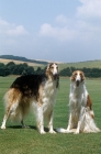 Picture of two borzois in countryside