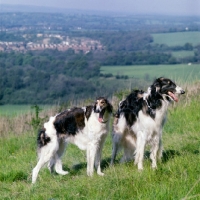 Picture of two borzois standing on a hillside