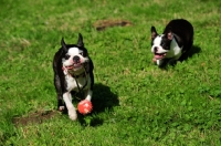 Picture of two Boston Terriers chasing for toy