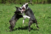 Picture of two Boston Terriers fighting