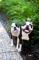 Picture of Two Boston Terriers outside in garden with eyes squinted in sunlight.