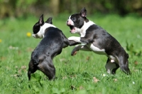 Picture of two Boston Terriers play fighting