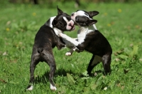 Picture of two Boston Terriers play fighting