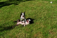 Picture of two Boston Terriers playing on grass