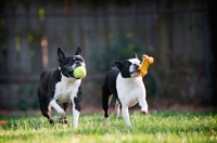 Picture of two Boston Terriers playing together