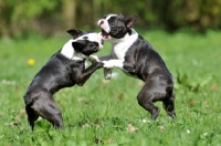 Picture of two Boston Terriers playing