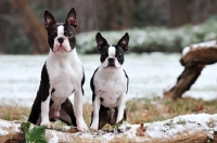 Picture of two Boston Terriers