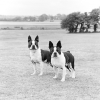 Picture of two boston terriers