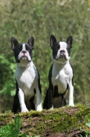 Picture of two Boston Terriers