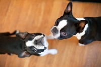 Picture of two Boston Terriers