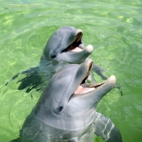 Picture of two bottlenosed dolphins laughing