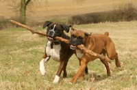Picture of two Boxer dogs playing with stick