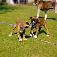 Picture of two boxer puppies chewing a lead