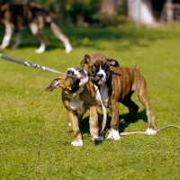 Picture of two boxer puppies chewing and pulling on lead